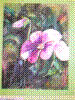 flower show2004 069.jpg